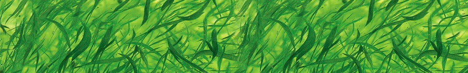 Alga AFA (Aphanizomenon) – alimentul cel mai bogat de pe planetă