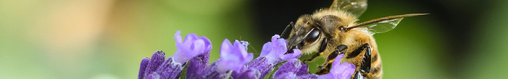 Melitina, eficientă în cancerul de sân